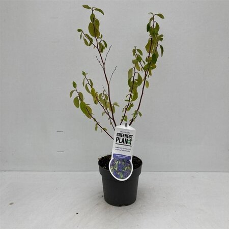 Ceanothus del. 'Henri Défossé' 25-30 cm cont. 2,0L - afbeelding 2