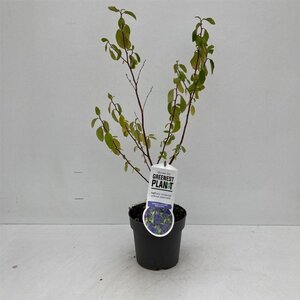 Ceanothus del. 'Henri Défossé' 25-30 cm cont. 2,0L - afbeelding 2