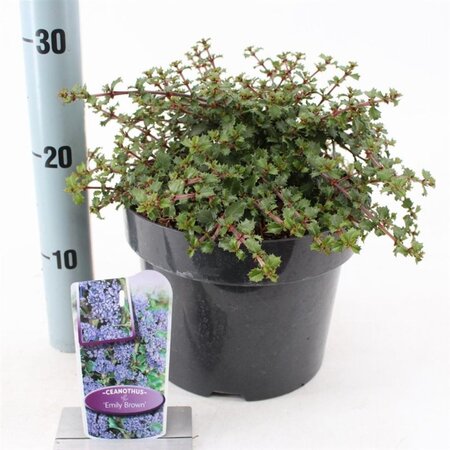 Ceanothus 'Emily Brown' 30-40 cm cont. 5,0L - afbeelding 1