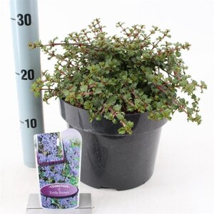 Ceanothus 'Emily Brown' 30-40 cm cont. 5,0L