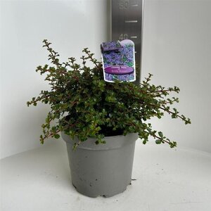 Ceanothus 'Emily Brown' 30-40 cm cont. 5,0L - afbeelding 2