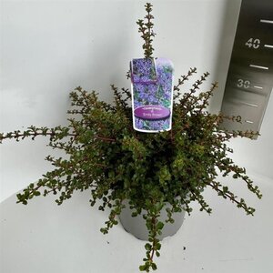 Ceanothus 'Emily Brown' 30-40 cm cont. 5,0L - afbeelding 3