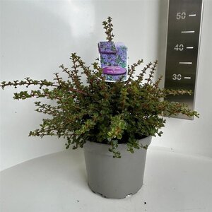Ceanothus 'Emily Brown' 30-40 cm cont. 5,0L - afbeelding 4