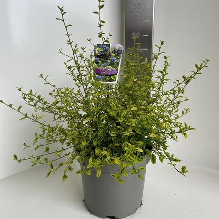 Ceanothus thyr. ' El Dorado' 30-40 cm cont. 5,0L - afbeelding 2