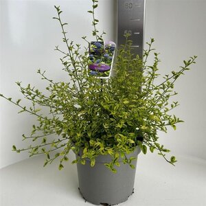 Ceanothus thyr. ' El Dorado' 30-40 cm cont. 5,0L - afbeelding 2