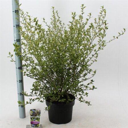 Ceanothus thyr. ' El Dorado' 30-40 cm cont. 5,0L - afbeelding 3