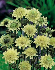Cephalaria gigantea geen maat specificatie 0,55L/P9cm - afbeelding 1