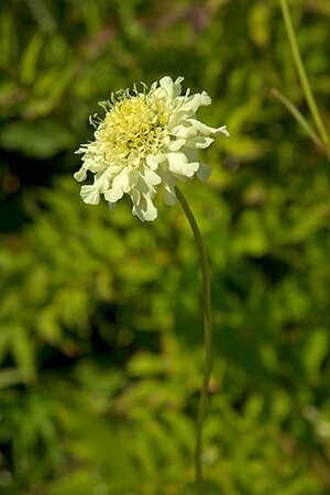 Cephalaria gigantea geen maat specificatie 0,55L/P9cm - afbeelding 2