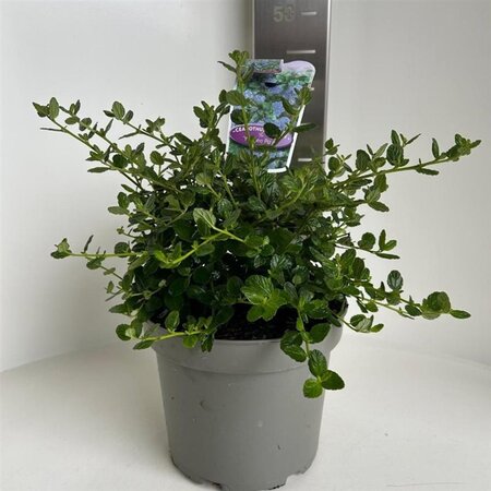 Ceanothus griseus 'Yankee Point' 30-40 cm cont. 5,0L - afbeelding 1