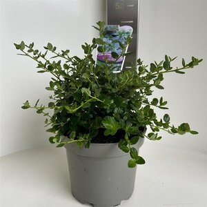 Ceanothus griseus 'Yankee Point' 30-40 cm cont. 5,0L