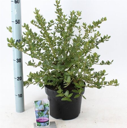 Ceanothus griseus 'Yankee Point' 30-40 cm cont. 5,0L - afbeelding 2