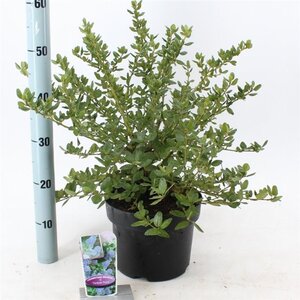 Ceanothus griseus 'Yankee Point' 30-40 cm cont. 5,0L - afbeelding 2