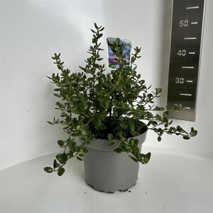 Ceanothus griseus 'Yankee Point' 30-40 cm cont. 5,0L - afbeelding 3