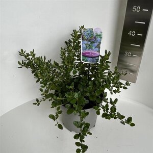 Ceanothus griseus 'Yankee Point' 30-40 cm cont. 5,0L - afbeelding 4