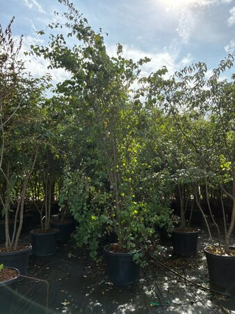 Cercidiphyllum japonicum 250-300 cm cont. 90L meerstammig - afbeelding 3