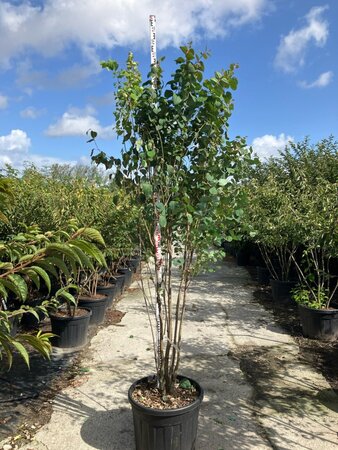 Cercidiphyllum japonicum 250-300 cm cont. 90L multi-stem - image 3