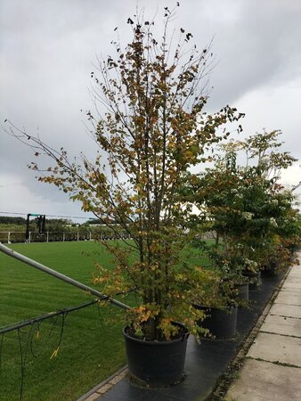 Cercidiphyllum japonicum 300-350 cm container meerstammig - afbeelding 5