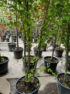 Cercidiphyllum japonicum 300-350 cm container meerstammig