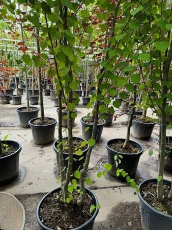 Cercidiphyllum japonicum 300-350 cm container meerstammig - afbeelding 2