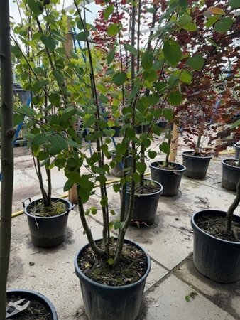 Cercidiphyllum japonicum 300-350 cm container meerstammig - afbeelding 3