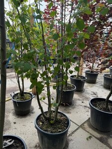 Cercidiphyllum japonicum 300-350 cm container meerstammig - afbeelding 3