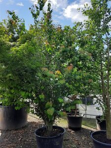 Cercidiphyllum japonicum 300-350 cm container multi-stem - image 6