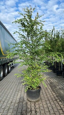 Cercidiphyllum japonicum 300-350 cm container multi-stem - image 4