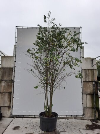 Cercidiphyllum japonicum 350-400 cm draadkluit meerstammig - afbeelding 2