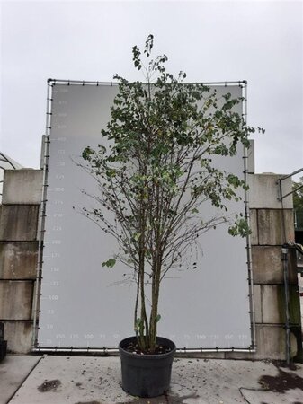 Cercidiphyllum japonicum 350-400 cm draadkluit meerstammig - afbeelding 1