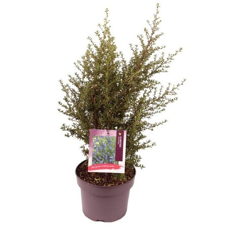 Ceanothus 'Julia Phelps' 30-40 cm cont. 5,0L