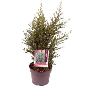 Ceanothus 'Julia Phelps' 30-40 cm cont. 5,0L