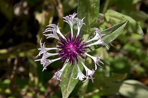 Centaurea montana 'Purple Heart' geen maat specificatie 0,55L/P9cm