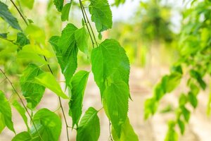 Celtis occidentalis 60-80 cm cont. 10L - afbeelding 2