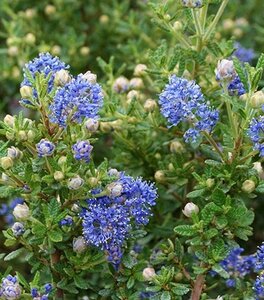 Ceanothus 'Puget Blue' 25-30 cm cont. 3,0L