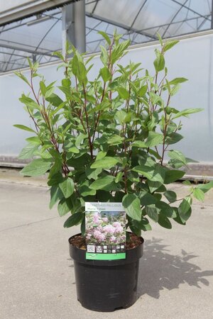 Ceanothus pallidus 'Marie Simon' 40-50 cm cont. 3,0L - afbeelding 1