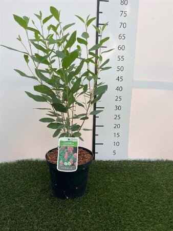 Ceanothus pallidus 'Marie Simon' 40-60 cm cont. 3,0L