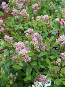 Ceanothus pallidus 'Marie Simon' 50-60 cm cont. 3,0L - afbeelding 2