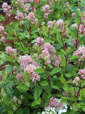 Ceanothus pallidus 'Marie Simon' 60-80 cm cont. 10L - afbeelding 2