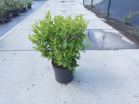 Ceanothus pallidus 'Marie Simon' 60-80 cm cont. 10L - afbeelding 5