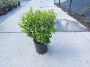 Ceanothus pallidus 'Marie Simon' 60-80 cm cont. 10L - afbeelding 5