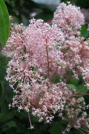 Ceanothus pallidus 'Marie Simon' geen maat specificatie cont. 2,0L - afbeelding 3