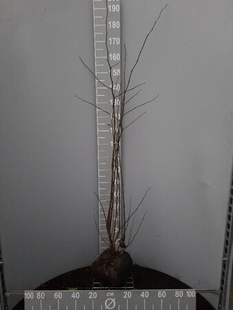 Cercis siliquastrum 125-150 cm container - afbeelding 2