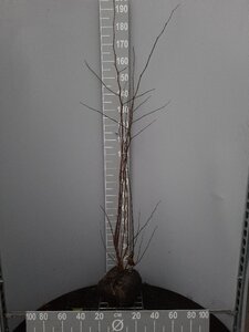 Cercis siliquastrum 125-150 cm container - afbeelding 2