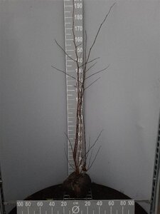 Cercis siliquastrum 125-150 cm container