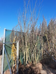 Cercis siliquastrum 350-400 cm draadkluit meerstammig