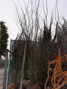 Cercis siliquastrum 350-400 cm draadkluit meerstammig - afbeelding 6