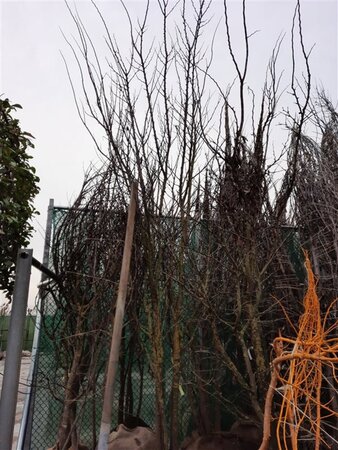 Cercis siliquastrum 350-400 cm draadkluit meerstammig - afbeelding 7