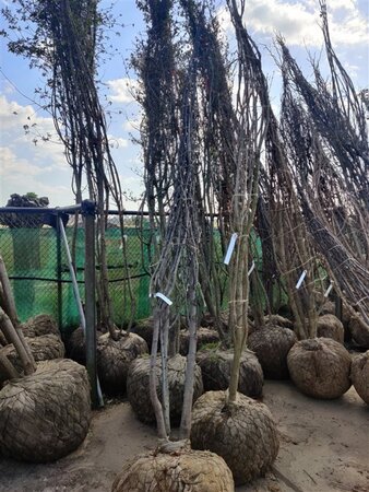 Cercis siliquastrum 350-400 cm draadkluit meerstammig - afbeelding 8