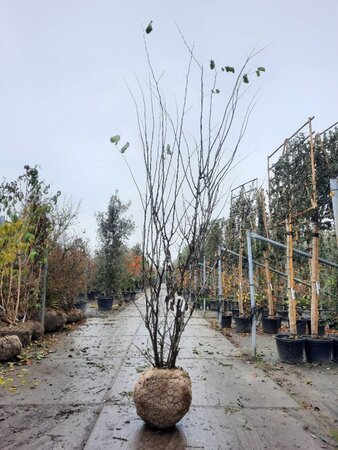 Cercis siliquastrum 350-400 cm WRB multi-stem - image 2