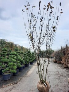 Cercis siliquastrum 350-400 cm WRB multi-stem - image 3